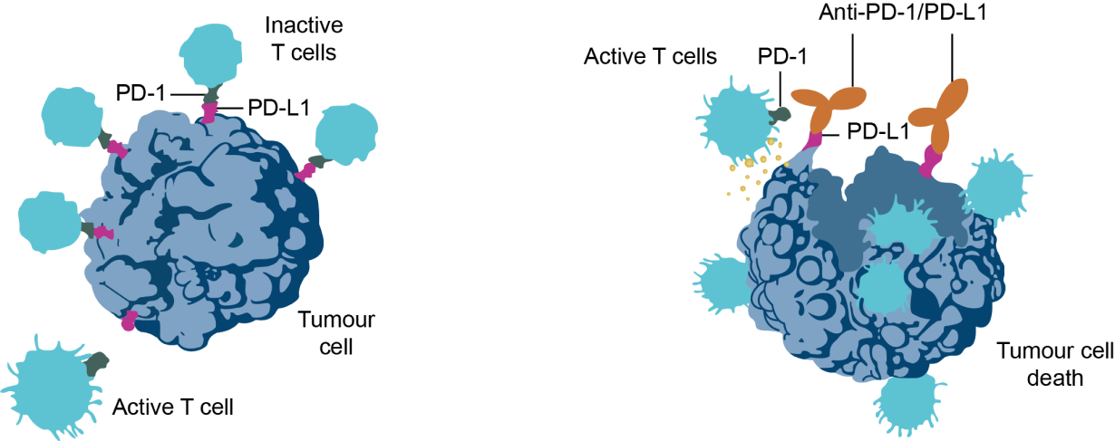 Mechanism of action of anti-PD-L1 therapy
